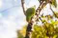 A Common Parakeet (Brotogeris tirica). Royalty Free Stock Photo