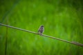 Plain prinia sitting on tiny stick Royalty Free Stock Photo