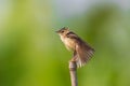 Plain Prinia - after bathing