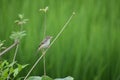 Plain prinia bird, also known as the Plain Wren-Warbler. Royalty Free Stock Photo