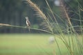 Plain prinia bird photography environmental Royalty Free Stock Photo