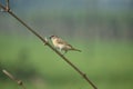 Plain prinia bird photography environmental nikon Royalty Free Stock Photo