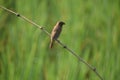 Plain prinia bird photography environmental nikon Royalty Free Stock Photo
