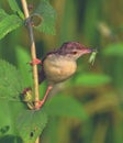 Plain prinia bird photography environmental studies Royalty Free Stock Photo