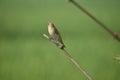 Plain prinia bird of West Bengal Howrah Royalty Free Stock Photo