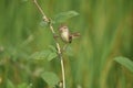 Plain prinia bird of West Bengal Howrah Royalty Free Stock Photo