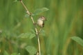 Plain prinia bird of West Bengal Howrah Royalty Free Stock Photo