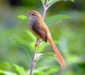 Plain prinia bird of West Bengal Howrah Royalty Free Stock Photo