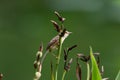 Plain prinia on branch