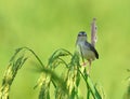 Plain Prinia