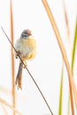 A Plain prinia in deep thought on a grass