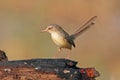 Plain Prinia Prinia inornata Beautiful Birds of Thailand Royalty Free Stock Photo