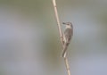 Plain Prinia Royalty Free Stock Photo