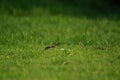 Plain prinia perch on the grass Royalty Free Stock Photo