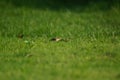 Plain prinia perch on the grass Royalty Free Stock Photo