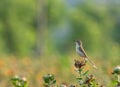 Plain Prinia Royalty Free Stock Photo