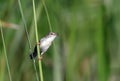 A Plain prinia perching on a grass Royalty Free Stock Photo