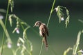 Plain prinia Royalty Free Stock Photo