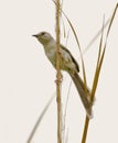 The plain prinia, or the plain, or white-browed wren-warbler Prinia inornata Royalty Free Stock Photo