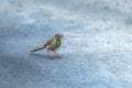 Plain prinia with preyed insect , bird sitting on the ground in blur background