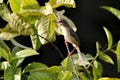 Plain Prinia Prinia inornata Royalty Free Stock Photo