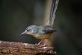 Plain Prinia (Prinia inornata) Royalty Free Stock Photo