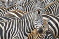 Plain's zebra (Equus quagga) on the savanna Royalty Free Stock Photo