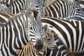 Plain's zebra (Equus quagga) on the savanna Royalty Free Stock Photo