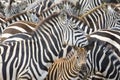 Plain's zebra (Equus quagga) on the savanna Royalty Free Stock Photo