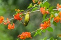 Plain Sunbird(Anthreptes simplex) with the flower in nature