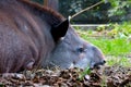 The plain tapir is a species of mammal from the tapir family. Large animal tapir. Royalty Free Stock Photo