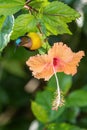 Plain-throated Sunbird - Anthreptes malacensis