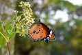 Plain Tiger butterfly on white Flower Royalty Free Stock Photo