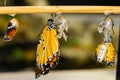 Emerging plain tiger butterfly