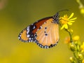 Plain tiger butterfly drinking nectar Royalty Free Stock Photo