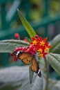 Plain Tiger or African Monarch, Danaus chrysippus