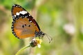 Plain Tiger butterfly Danaus chrysippus