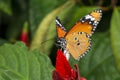 Plain Tiger Butterfly