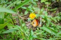 Plain tiger butterfly - aka African Queen - Danaus chrysippus - sitting on small yellow flower, green grass around Royalty Free Stock Photo