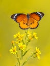 Plain tiger butterfly catching sunlight