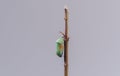 Plain Tiger butterfly chrysalis or pupa hanging on branch