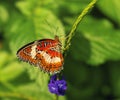 Plain tiger butterfly close up Royalty Free Stock Photo