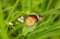 Plain Tiger butterfly (Danaus chrysippus) Royalty Free Stock Photo