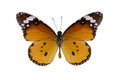 Plain Tiger Butterfly (Danaus chrysippus) Royalty Free Stock Photo