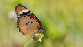 Plain Tiger butterfly (Danaus chrysippus)