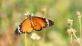 Plain Tiger butterfly (Danaus chrysippus)