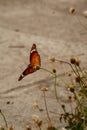 Butterfly Anosia chrysippus, Danaidae Royalty Free Stock Photo