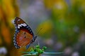 Butterfly Anosia chrysippus, Danaidae Royalty Free Stock Photo
