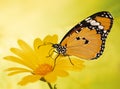Warm-colored plain tiger butterfly, Danaus chrysippus, on a marigold flower on yellow blured background. Royalty Free Stock Photo