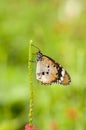 Plain tiger butterfly Royalty Free Stock Photo